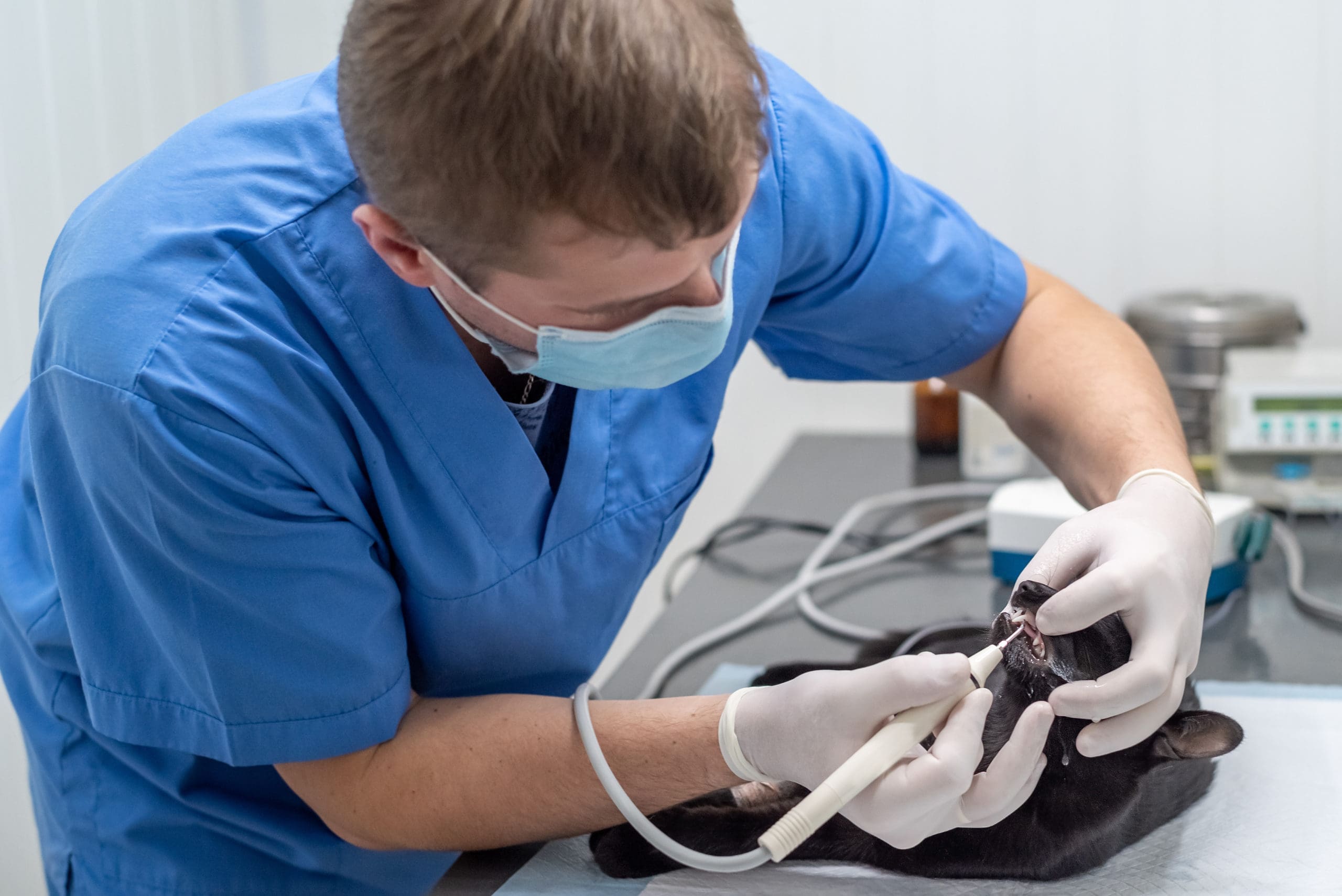 A technician cleaning the teeth of a cat