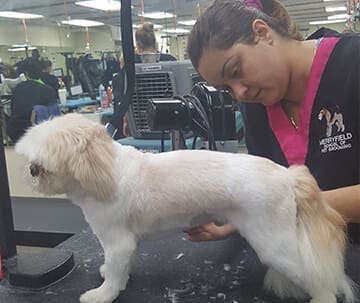 A Merryfield Academy student grooming a dog