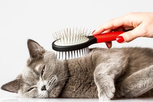 A cat laying down being brushed