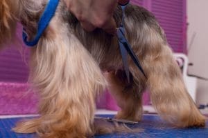 A small dog with a leash