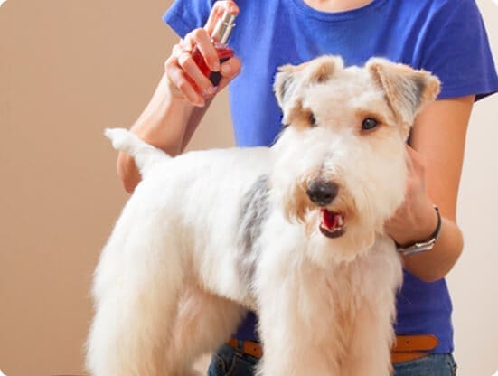 A pet groomer working with a small dog