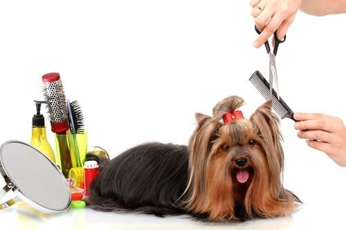 A small dog being groomed with grooming tools around it